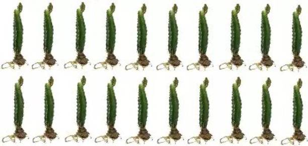 Cloud Farm Dragon Tree