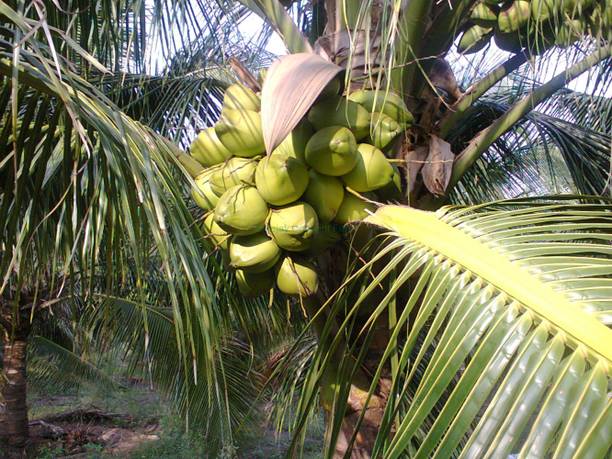 SBGARDEN Coconut Plant