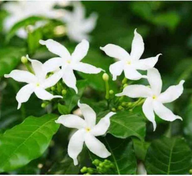 SRIJAPLANT Jasmine Plant