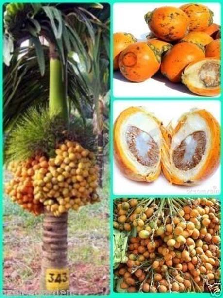 Cloud Farm Coconut Plant