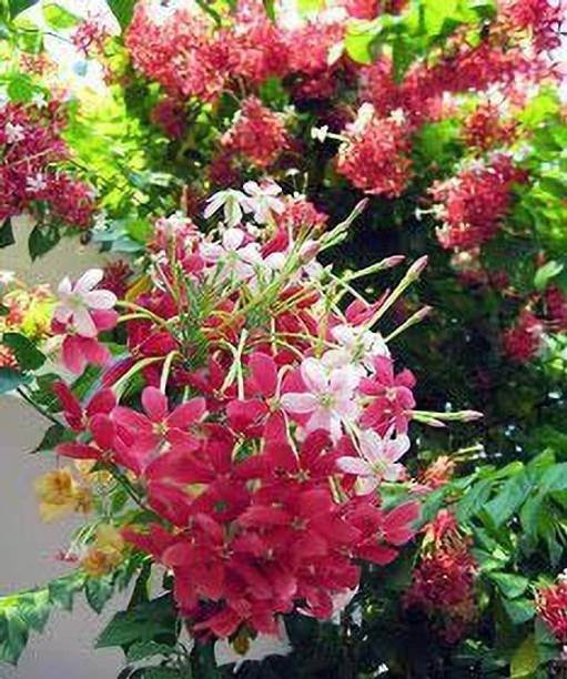 SHREYAGREEN Parijat/Harsingar Plant