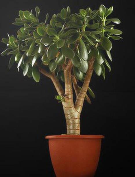Cloud Farm Jade Plant