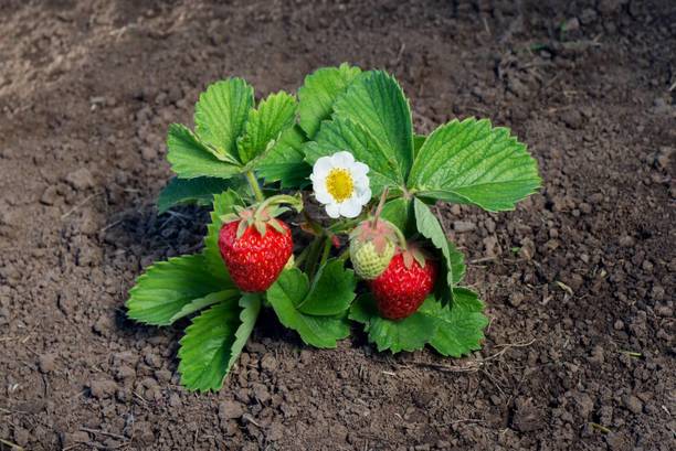 Cloud Farm Strawberry Plant