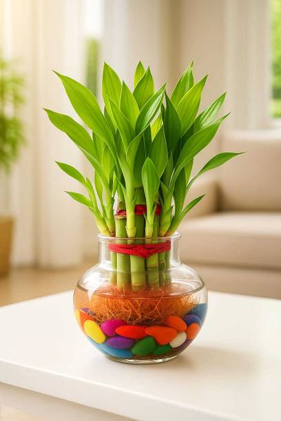 Singhouta Two Layer Bamboo Plant