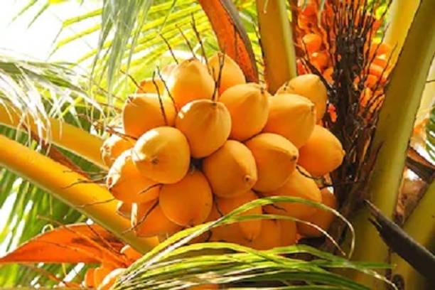 Grafted Chowghat Orange Dwarf Coconut Plant