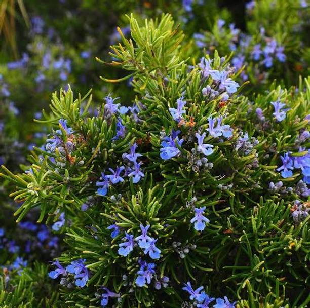 MATARANURSERY Rosemary Plant