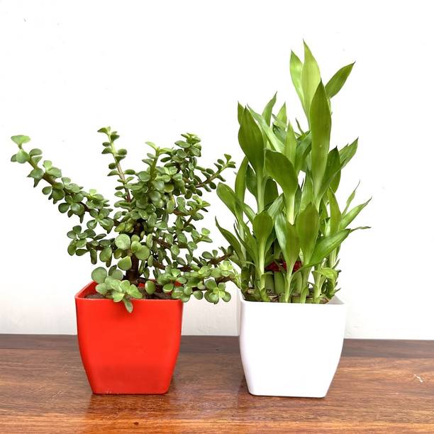 Gabbro Two Layer Bamboo Plant, Jade Plant