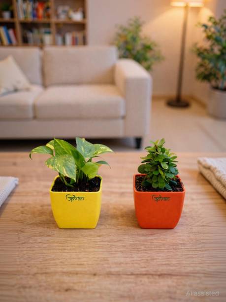 UPVAN Money Plant, Jade Plant (Hybrid, Pack of 2)