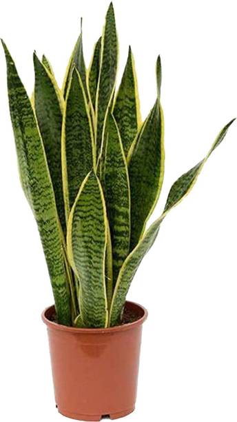 Rozaliya Snake Plant