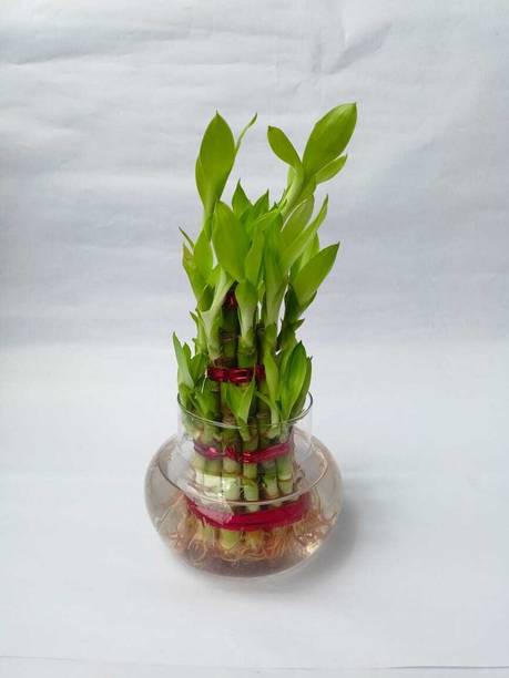 JASSI FLORA Three Layer Bamboo Plant