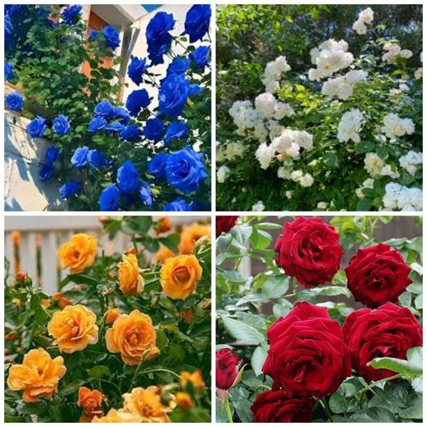 Cloud Farm Rose Plant