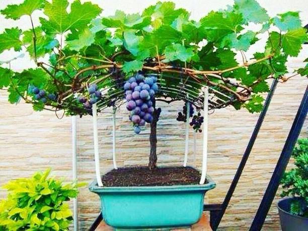 Aclipastal Grapes Plant