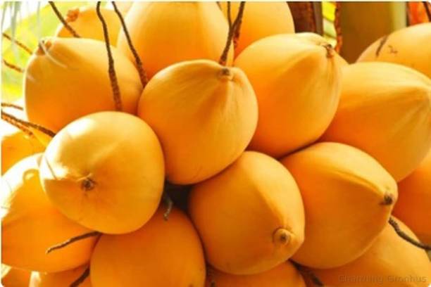 Thai Verity Coconut Plant