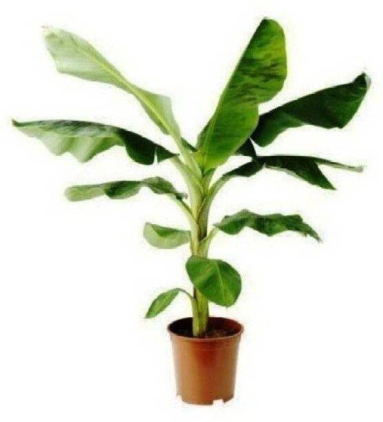 SHREYAGREEN Banana Plant