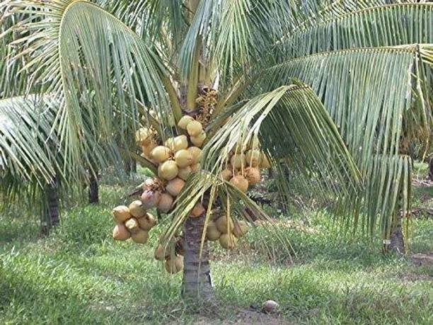 greenhousestore Coconut Plant