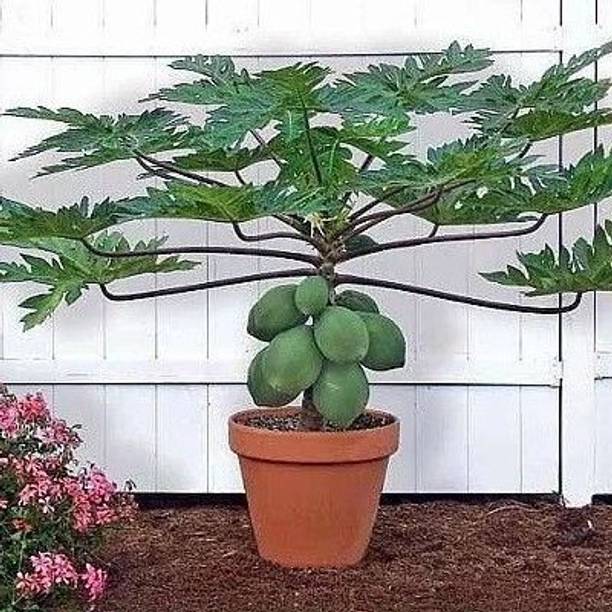 Rozaliya Papaya Plant