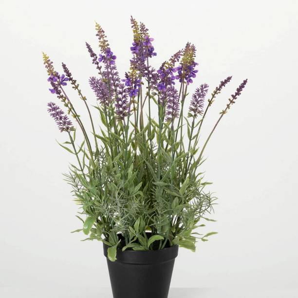 MSPMAKE Oleander Plant