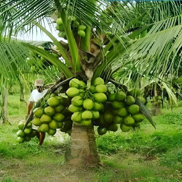 Oxiflora Coconut Plant