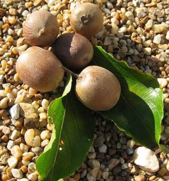 GreenyOn Kiwi Plant