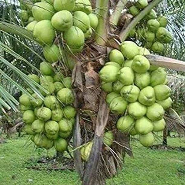 the green dotcom Coconut Plant