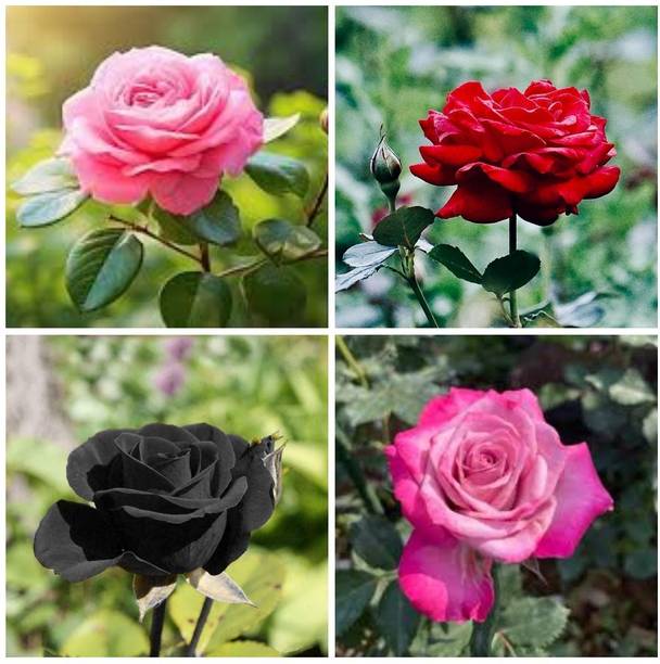 Cloud Farm Rose Plant