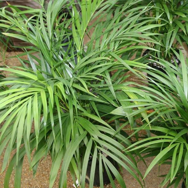 Cloud Farm Areca Palm