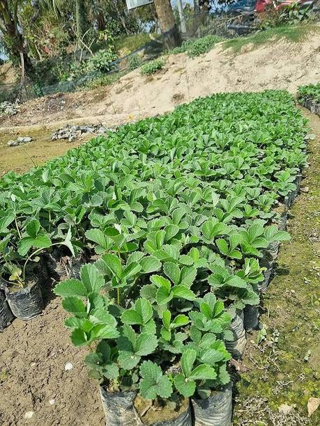 Risenshine Strawberry Plant