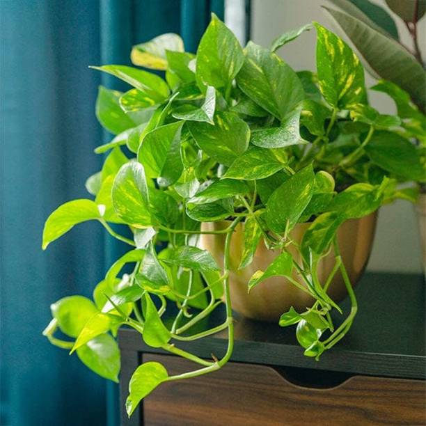 GREEN GARDEN SHOP Money Plant