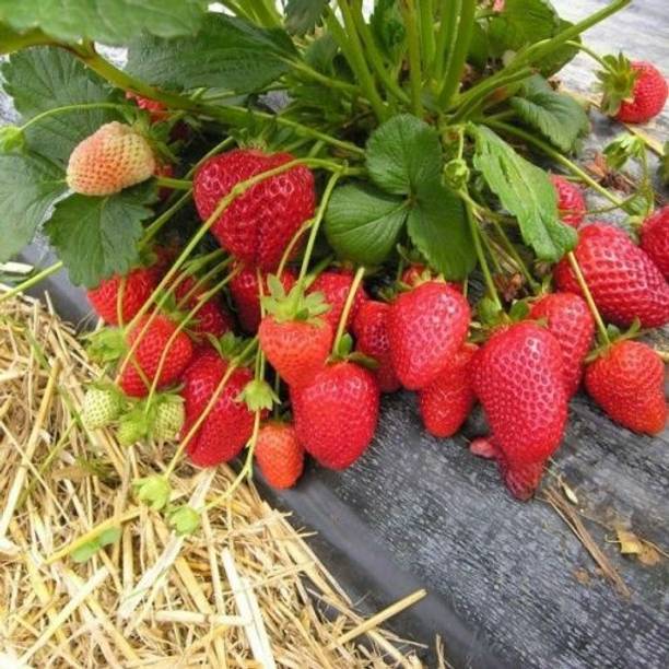 DEBJANI NURSARRY Strawberry Plant