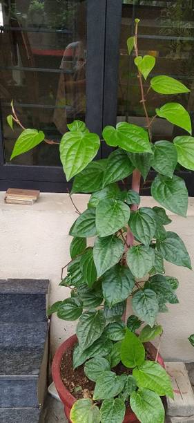 MISHKA ENTERPIRSE Betel Leaf Plant