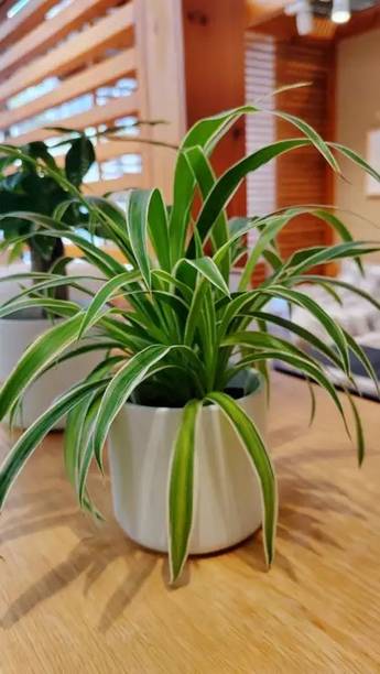 ABEFARIYA Spider Plant