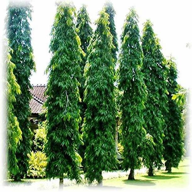 MagicQueen Ashok Plant