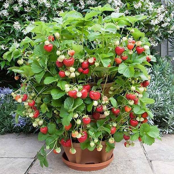 MiracleGarden Neem Plant