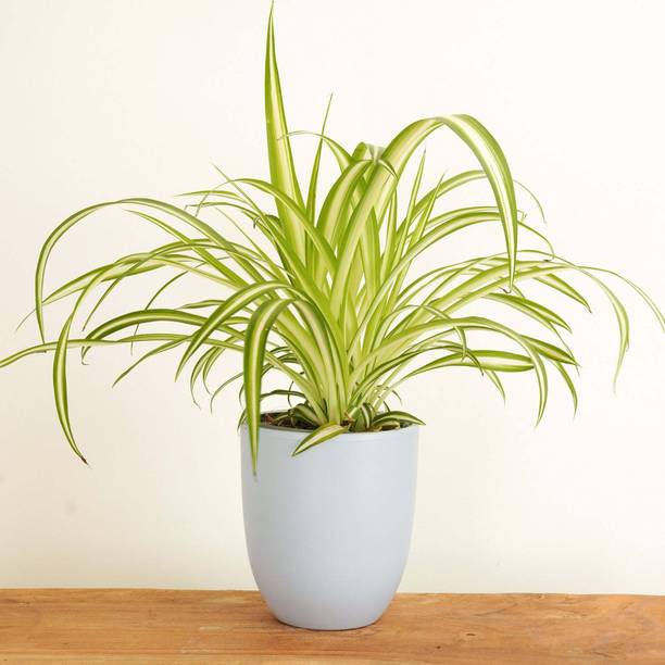 KPBHANDER Spider Plant