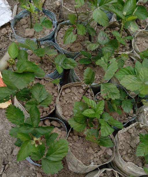 अनवित एंटरप्राइज मिरेकल फ्रूट पौधा