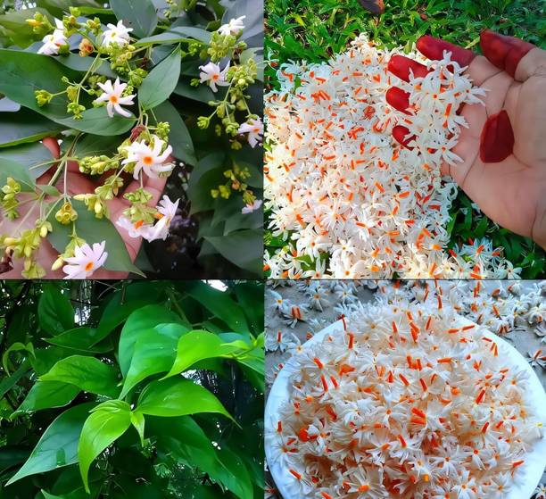 Cloud Farm Jasmine Plant