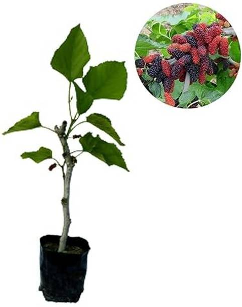 AloGardening Shahtoot/Mulberry Plant