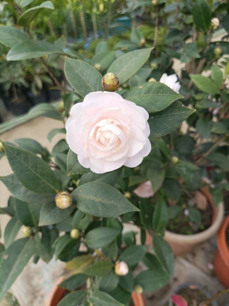 Roy's Fashoin Rose Plant
