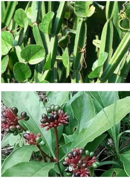 Global Mart Plant Sarpagandha Plant