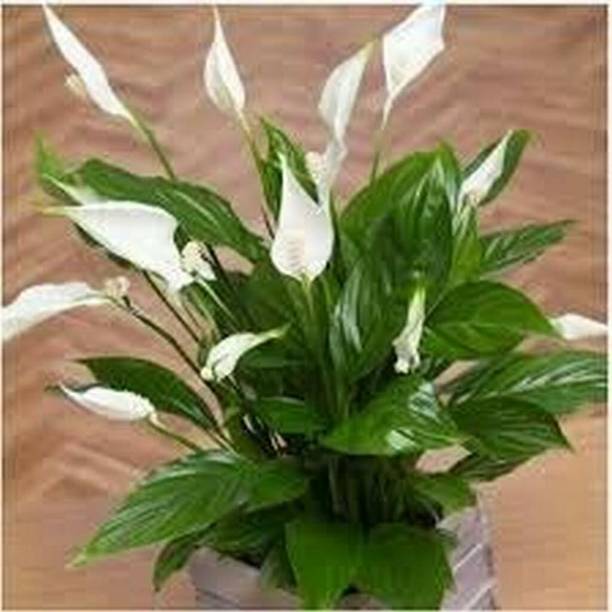 Flora Solutions Peace Lily Plant