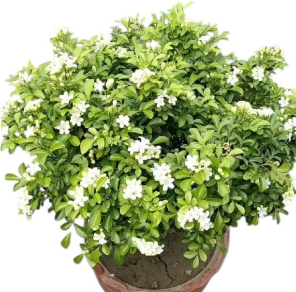 DEY CRAFT Madhu Kamini Plant