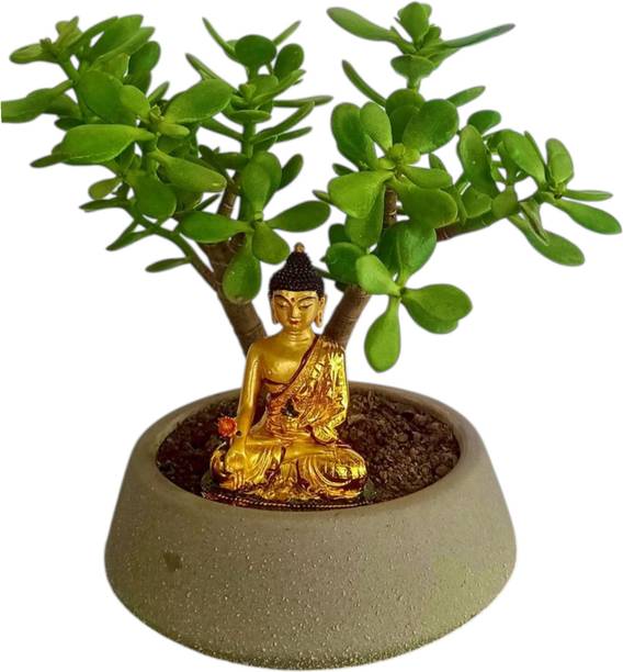 DEY CRAFT Jade Plant