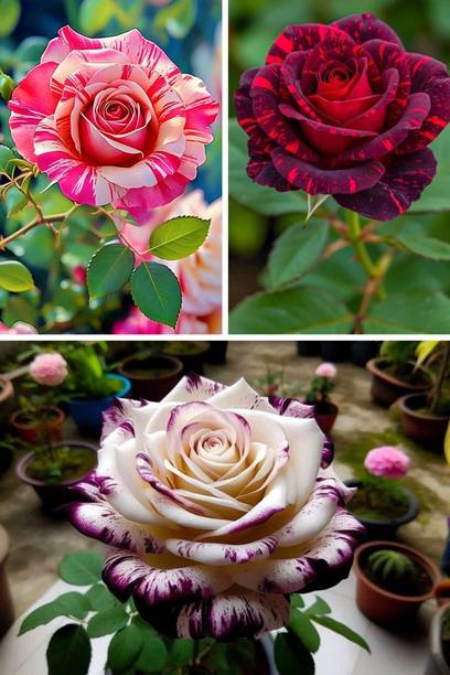 RasmoniGreen Rose Plant