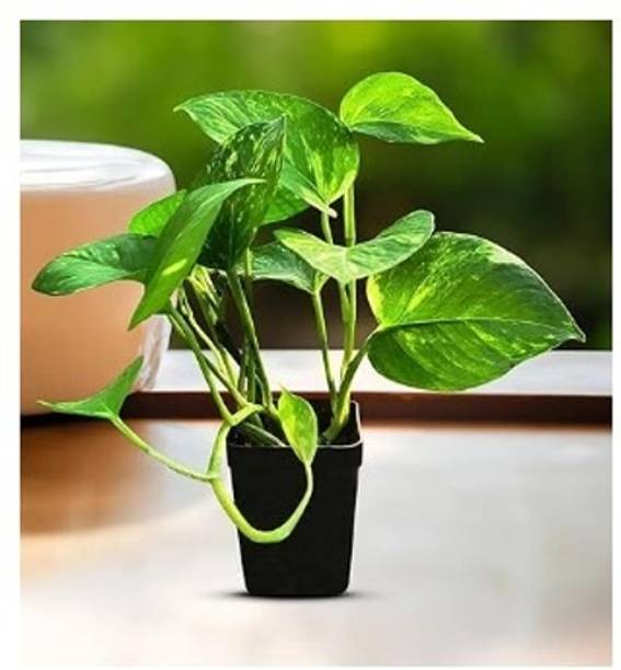 Treeicks Money Plant