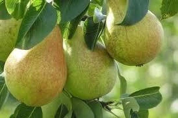 KPL PEAR Pear Plant