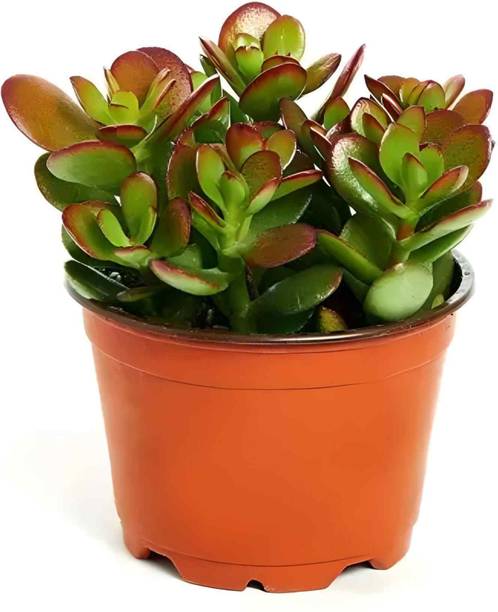 sspykrts Crassula Plant