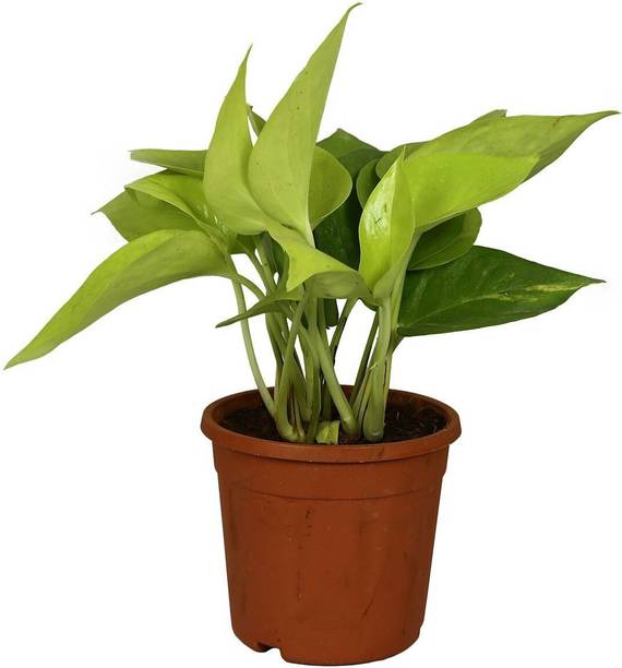 PIOVEXA Golden Money Plant