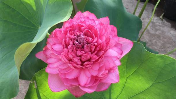 Go Green Lotus Plant