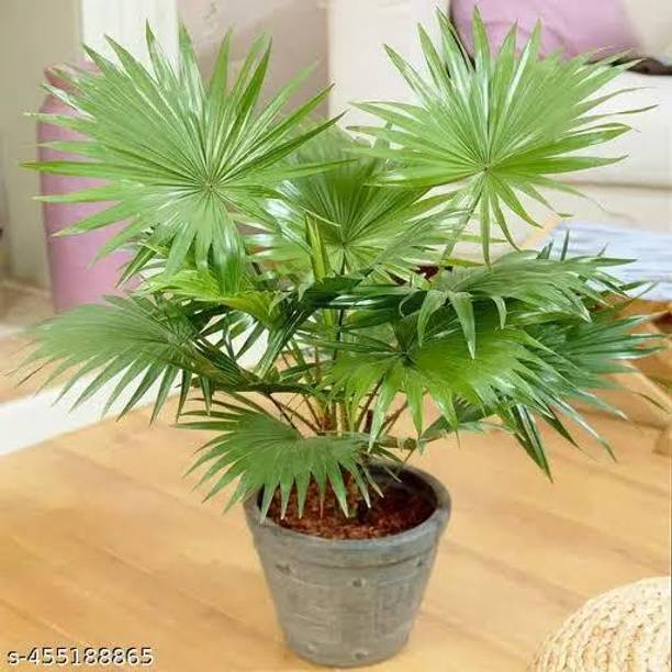 KAKALINURSERY Coconut Plant