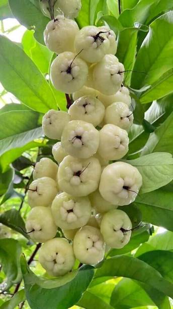 Cloud Farm Jamun Plant